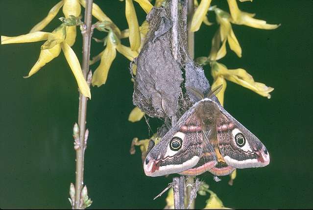 The Imago