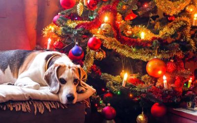 Giving Your Guilt Grace: Navigating Family and Relationships During the Holidays